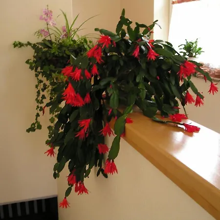 Appartmenthaus Bachler Haus im Ennstal