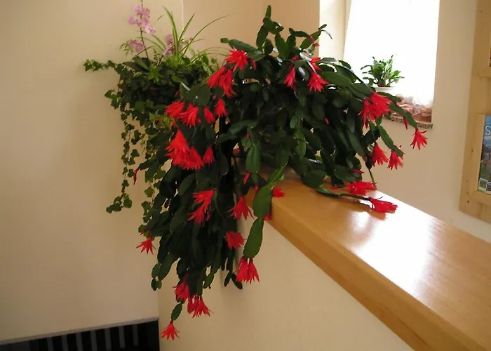 巴彻尔公寓 恩斯塔尔豪斯